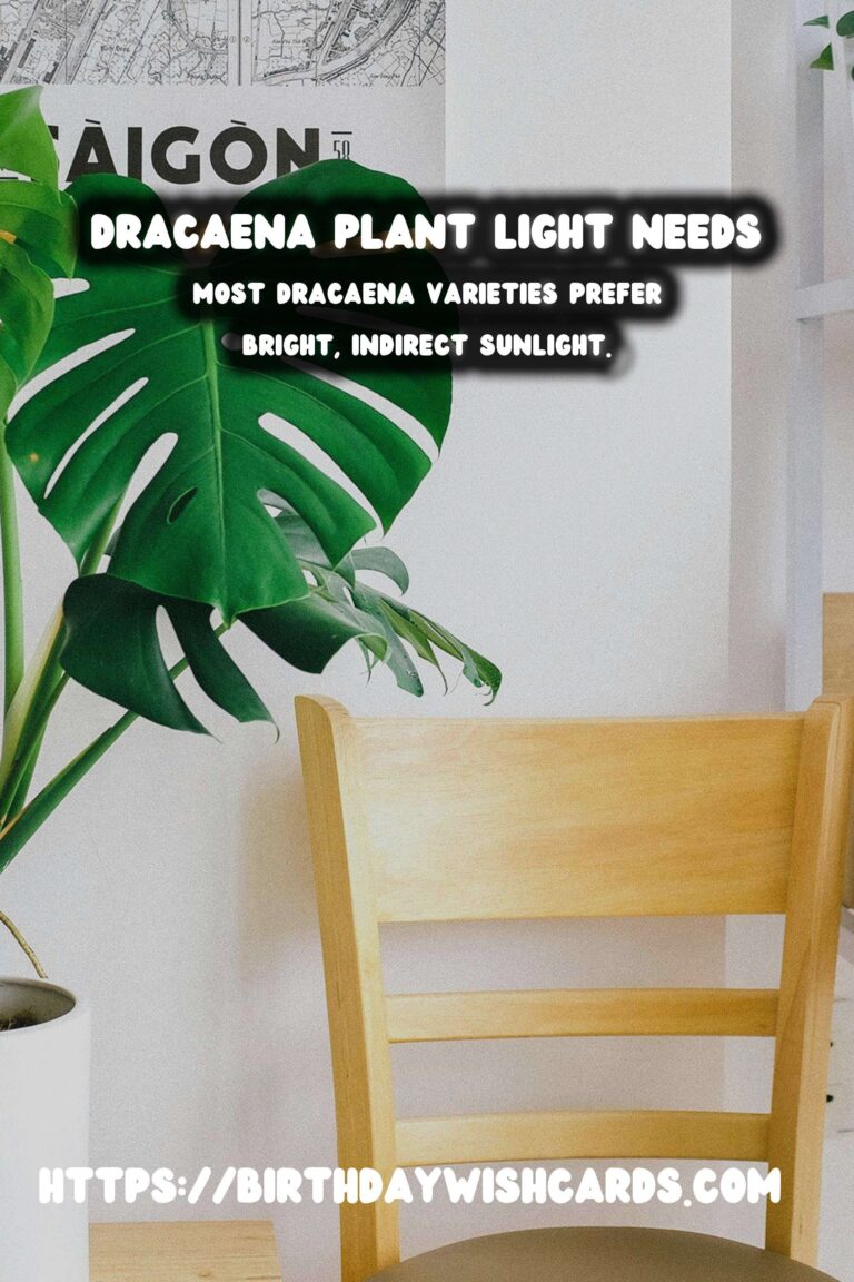 Caring for Dracaena Plants: Understanding Light Requirements