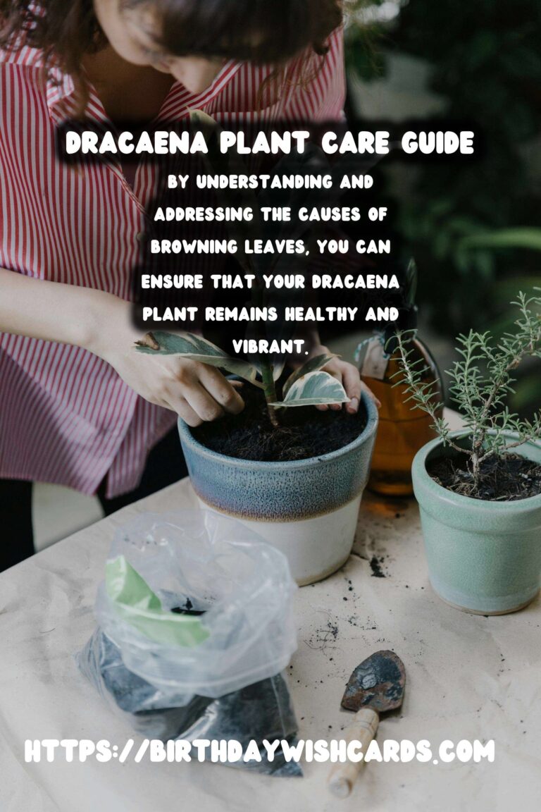 Caring for Dracaena Plants: Understanding and Preventing Browning Leaves