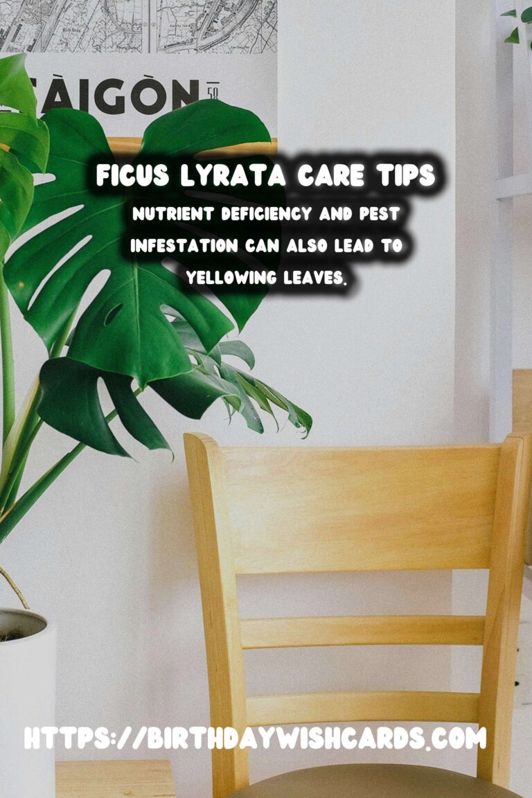 Caring for Ficus Lyrata: Addressing Yellowing Leaves