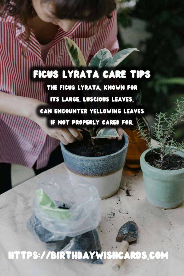 Caring for Ficus Lyrata: Addressing Yellowing Leaves