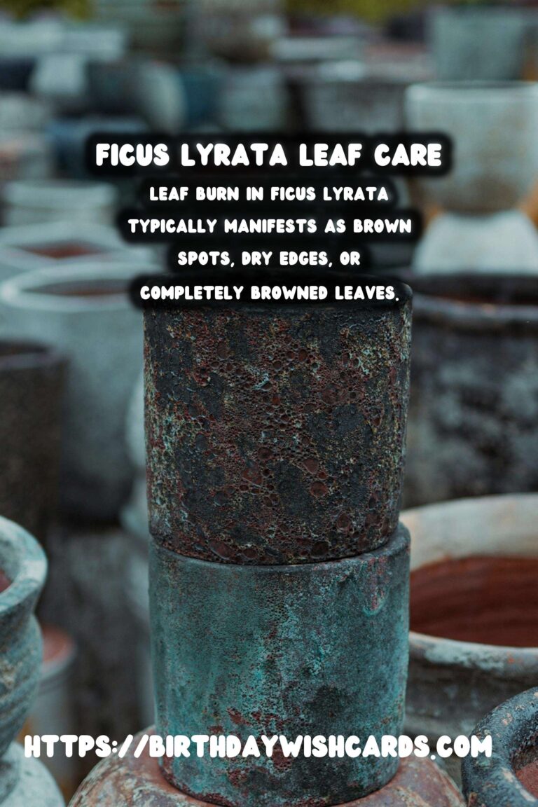 Caring for Ficus Lyrata: Effective Solutions for Leaf Burn