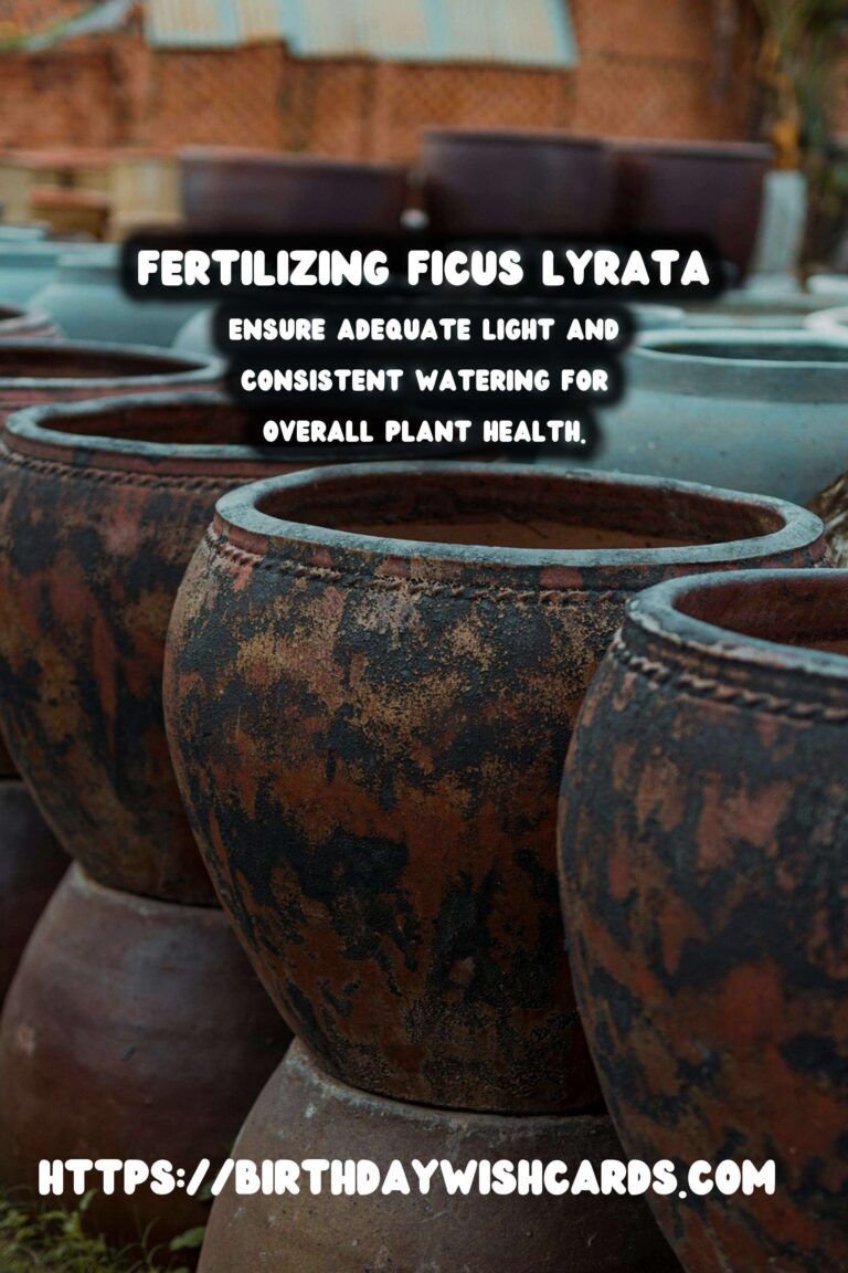 Caring for Ficus Lyrata: Fertilizing for New Growth