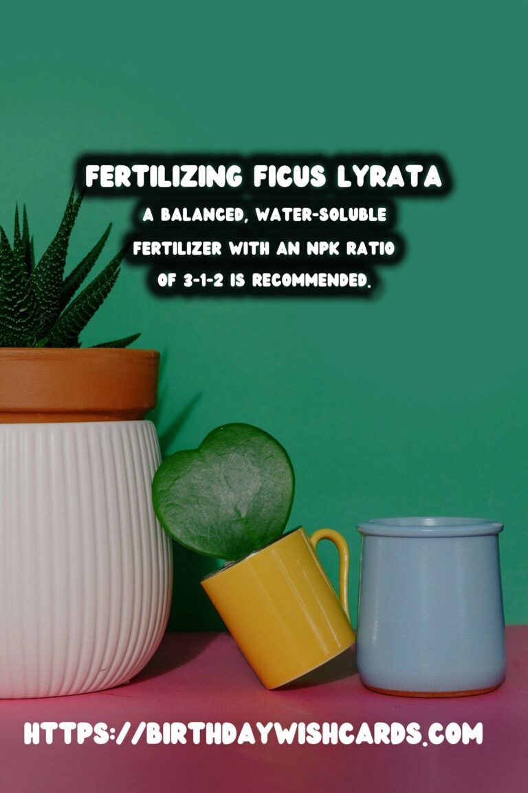 Caring for Ficus Lyrata: Fertilizing for New Growth