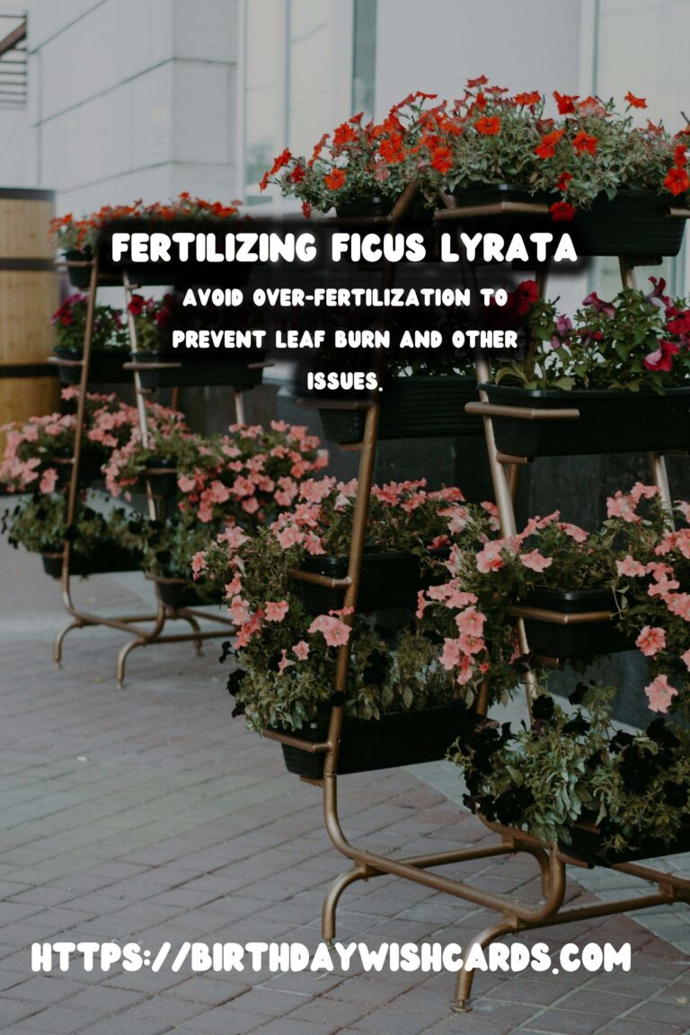 Caring for Ficus Lyrata: Fertilizing for New Growth