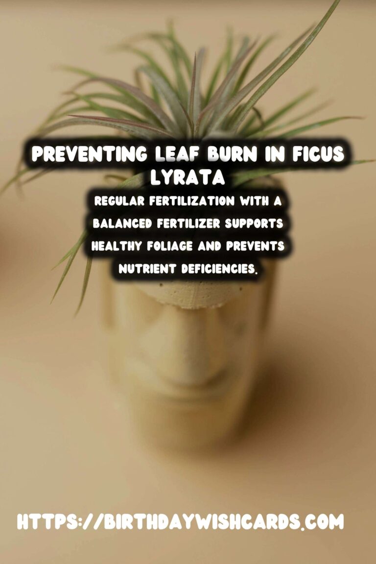 Caring for Ficus Lyrata: How to Prevent Leaf Burn