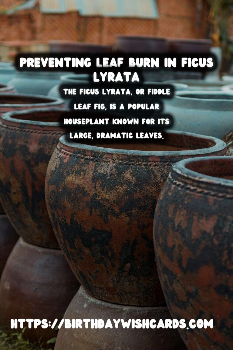 Caring for Ficus Lyrata: How to Prevent Leaf Burn