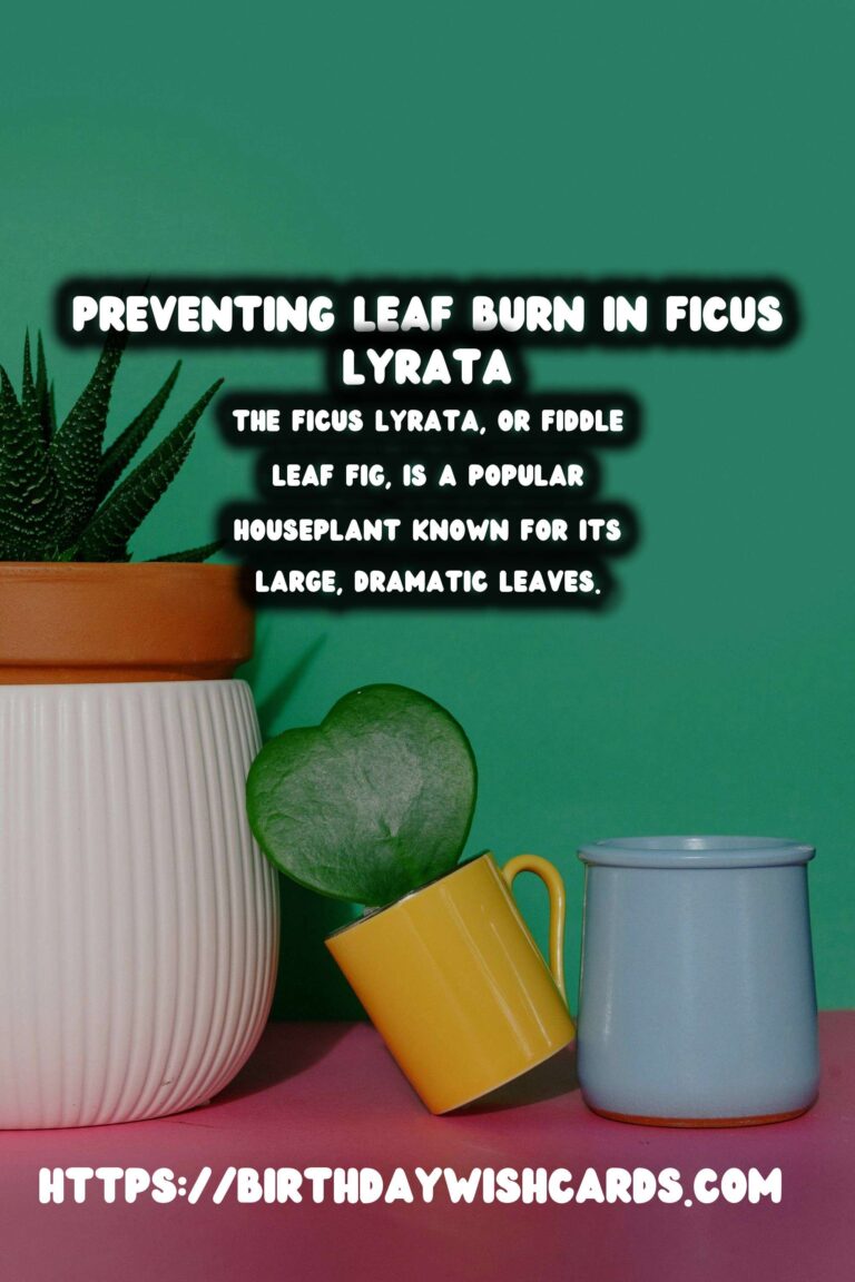 Caring for Ficus Lyrata: How to Prevent Leaf Burn