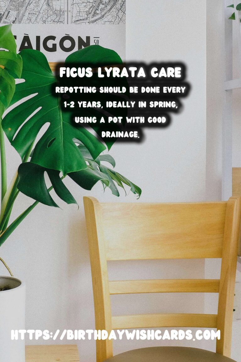 Caring for Ficus Lyrata: Repotting and Root Pruning Guide