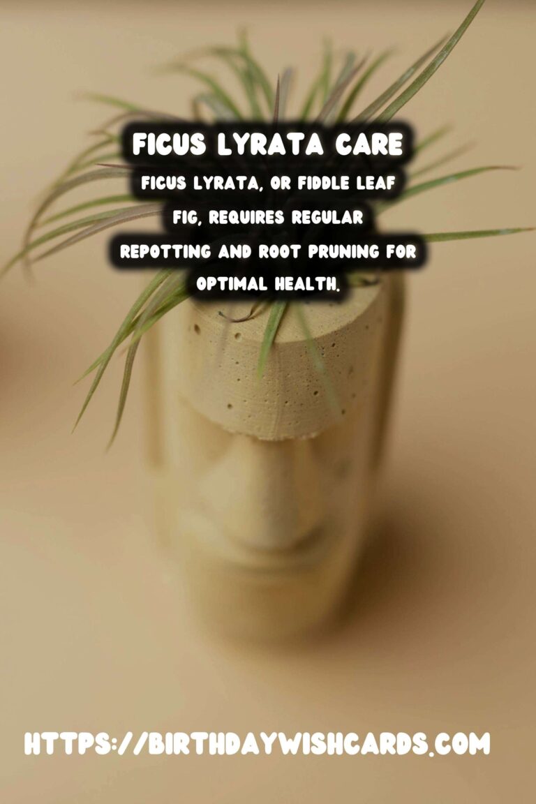 Caring for Ficus Lyrata: Repotting and Root Pruning Guide