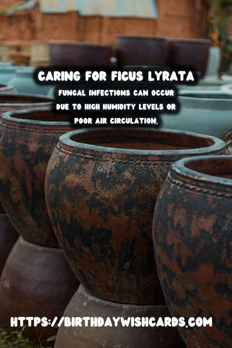Caring for Ficus Lyrata: Solutions for Brown Spots