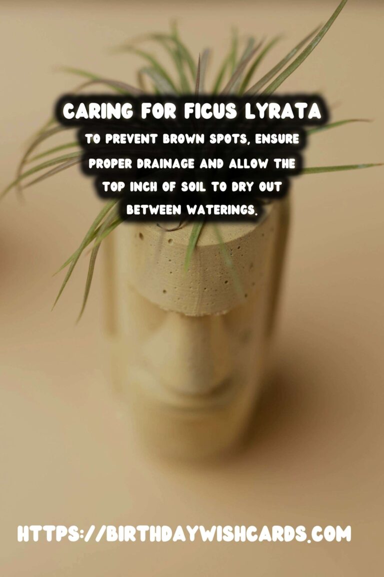 Caring for Ficus Lyrata: Solutions for Brown Spots