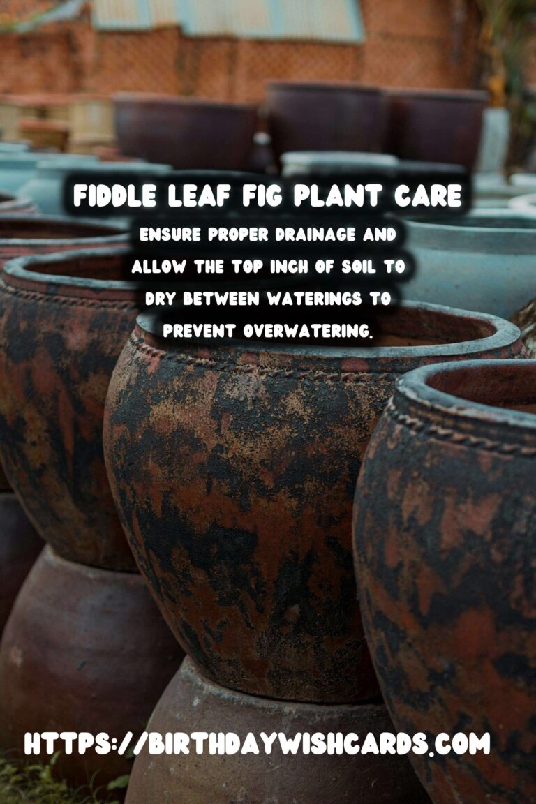 Caring for Ficus Lyrata: Troubleshooting Brown Tips