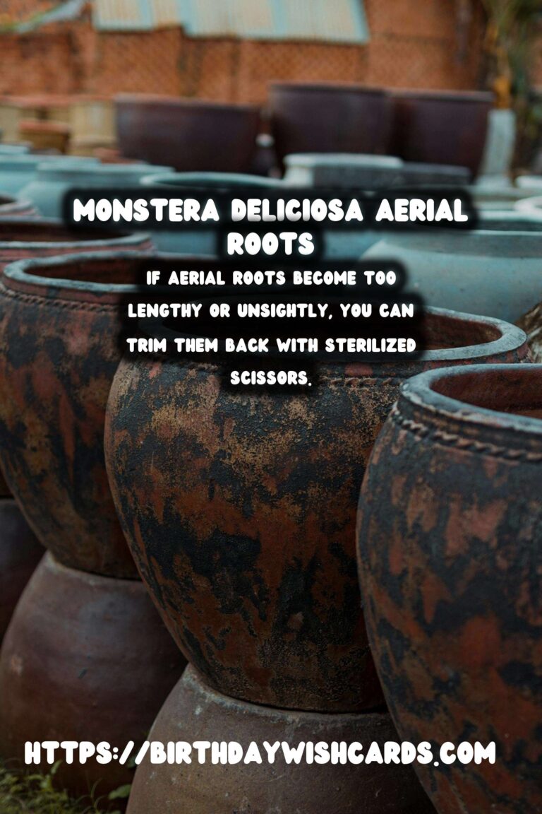 Caring for Monstera Deliciosa: Aerial Root Care