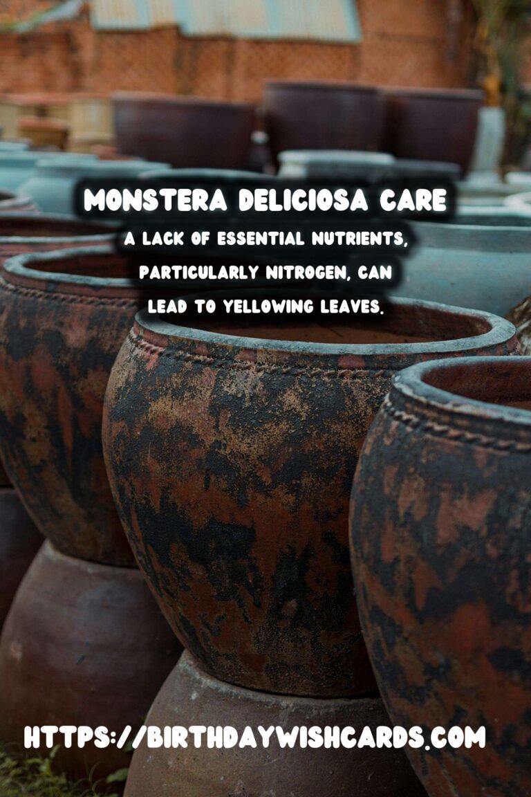 Caring for Monstera Deliciosa: Troubleshooting Yellow Leaves