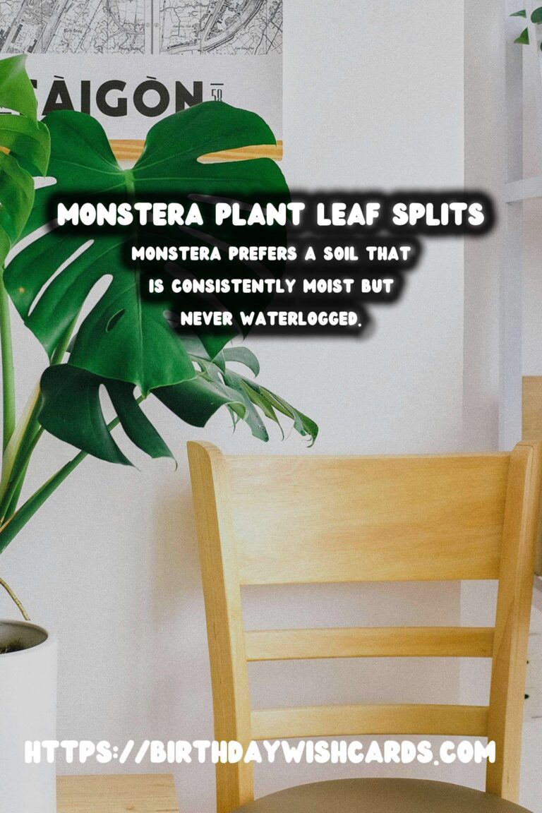 Caring for Monstera Plants: Understanding Splits