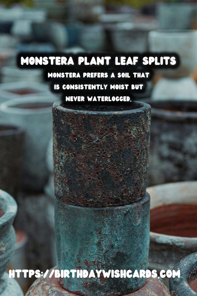 Caring for Monstera Plants: Understanding Splits