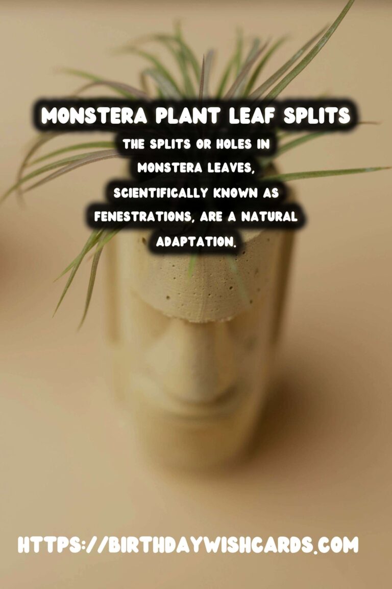 Caring for Monstera Plants: Understanding Splits