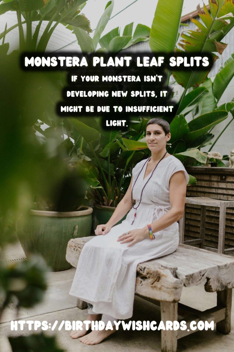 Caring for Monstera Plants: Understanding Splits