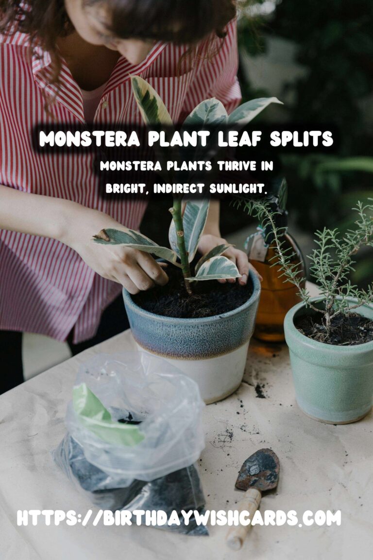 Caring for Monstera Plants: Understanding Splits