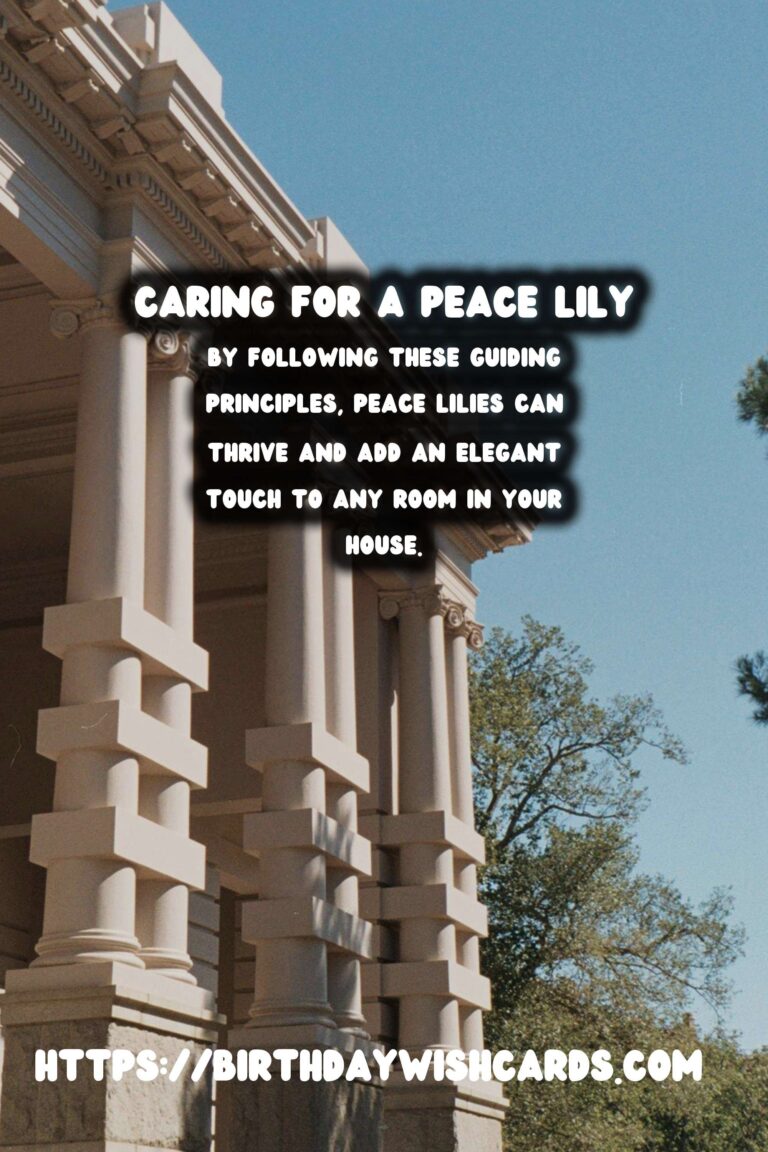 Caring for Peace Lilies: Signs of a Happy Plant