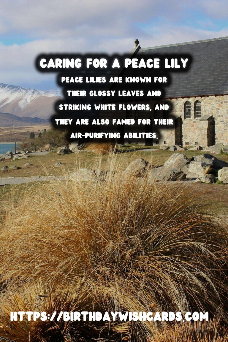 Caring for Peace Lilies: Signs of a Happy Plant