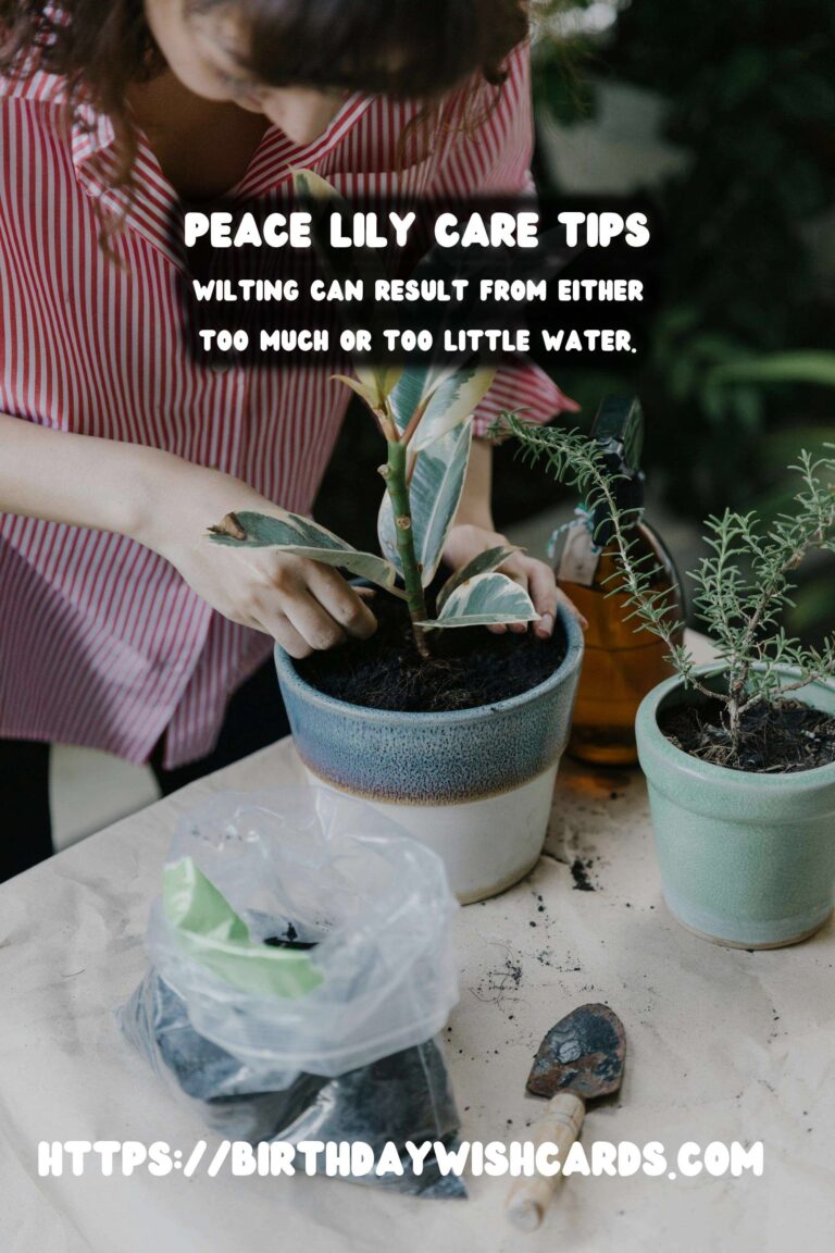 Caring for Peace Lilies: Troubleshooting Common Issues