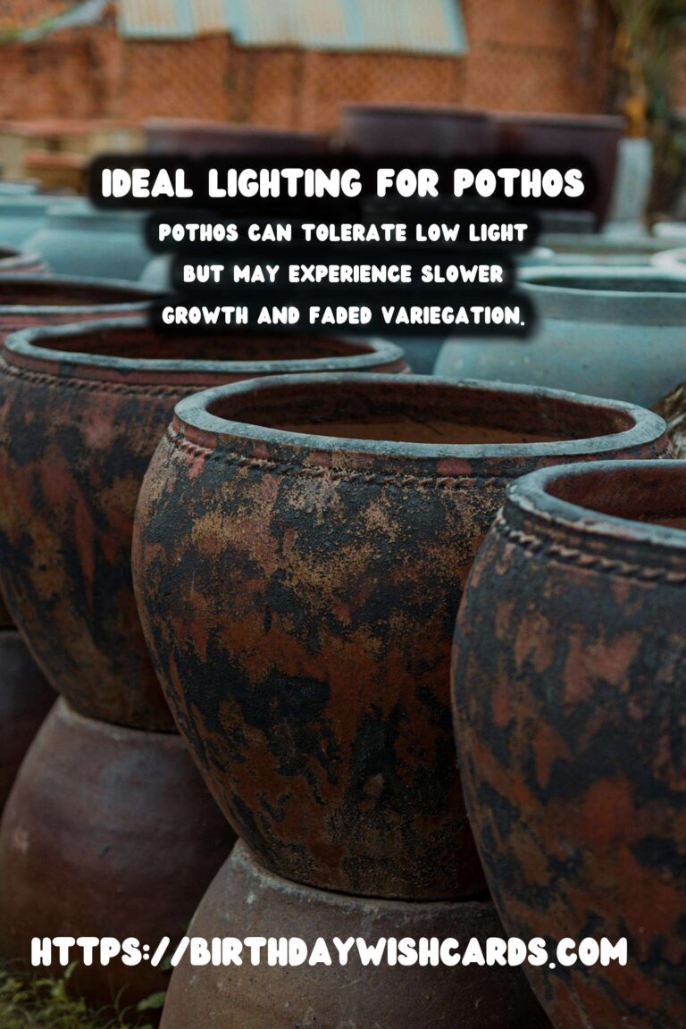 Caring for Pothos Plants: Best Lighting for Growth