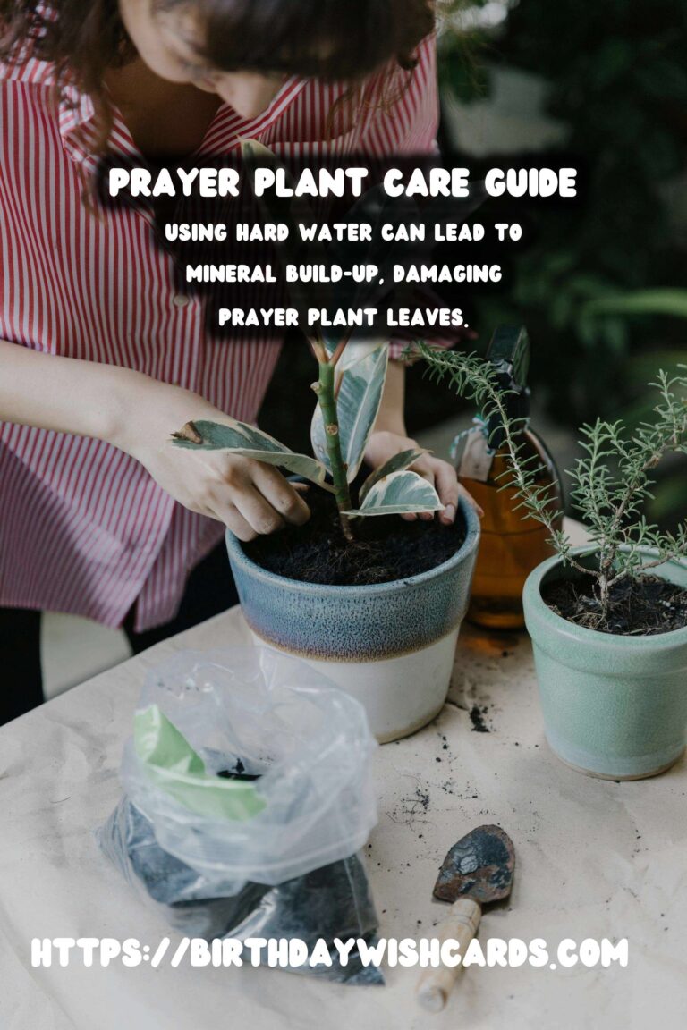 Caring for Prayer Plants: Understanding Brown Tips & Crispy Edges