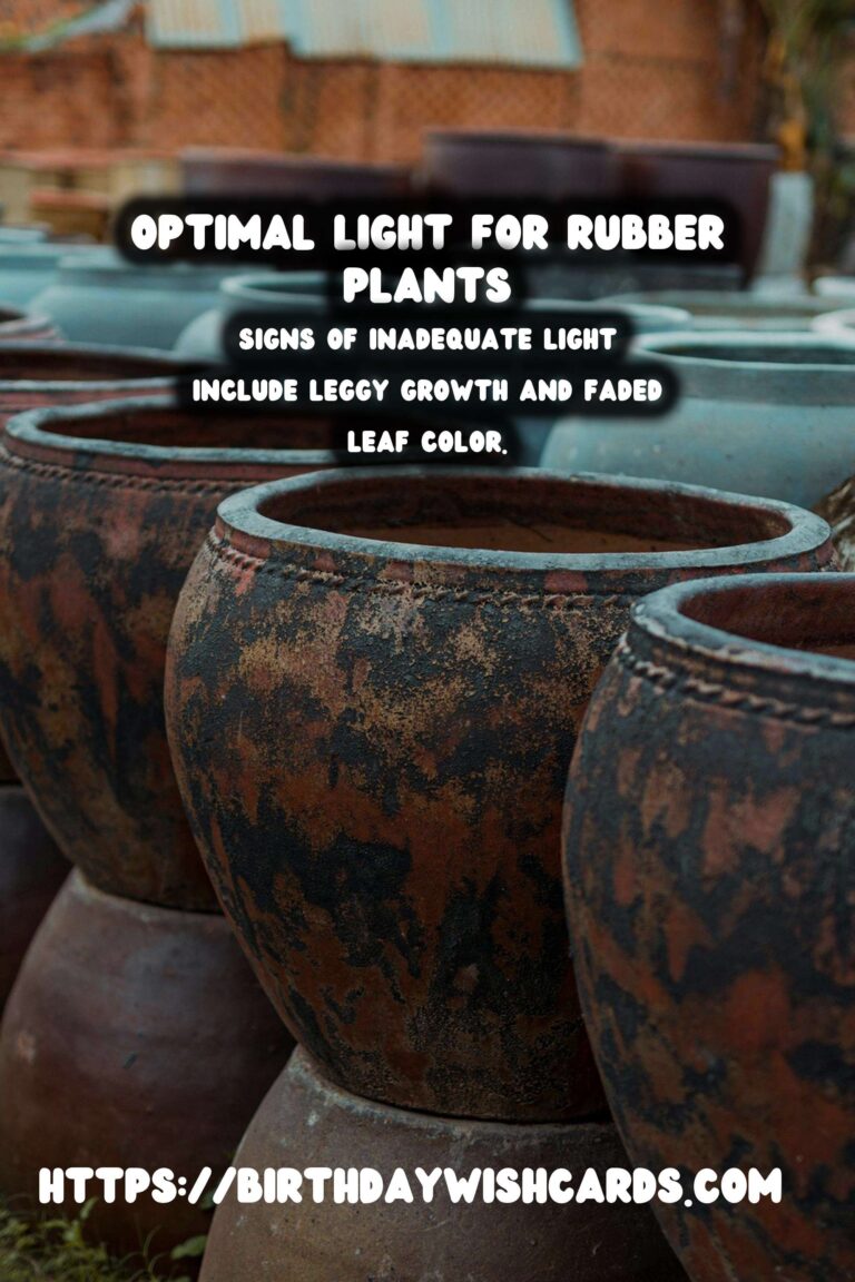 Caring for Rubber Plants: Best Light for Optimal Growth