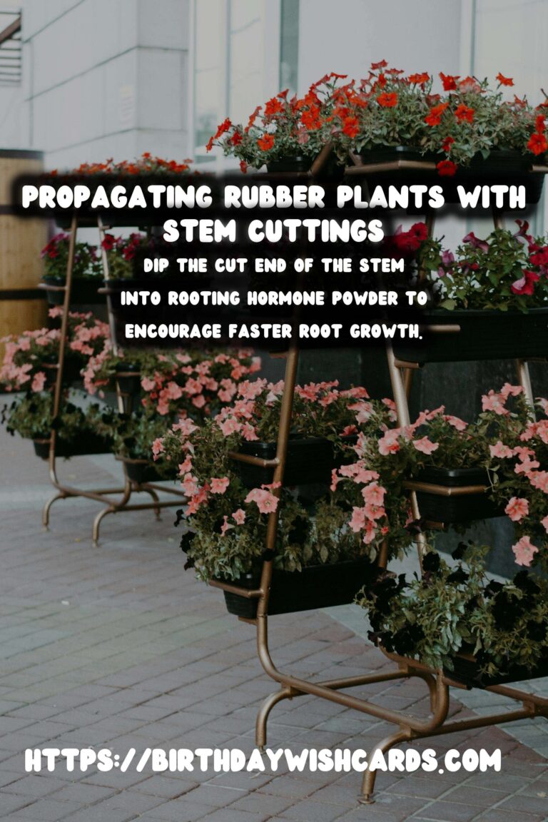 Caring for Rubber Plants: Mastering Stem Cuttings
