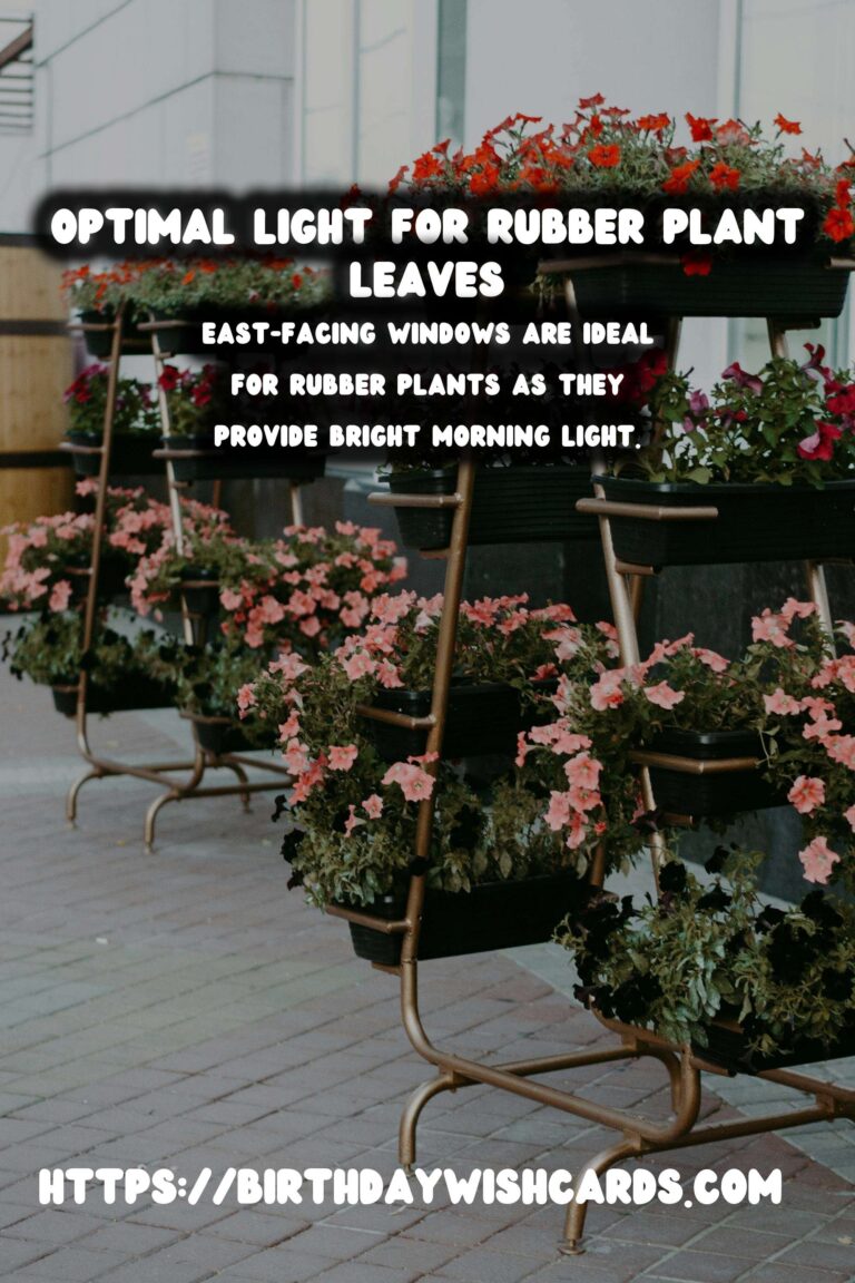 Caring for Rubber Plants: Optimal Light for Darker Leaves