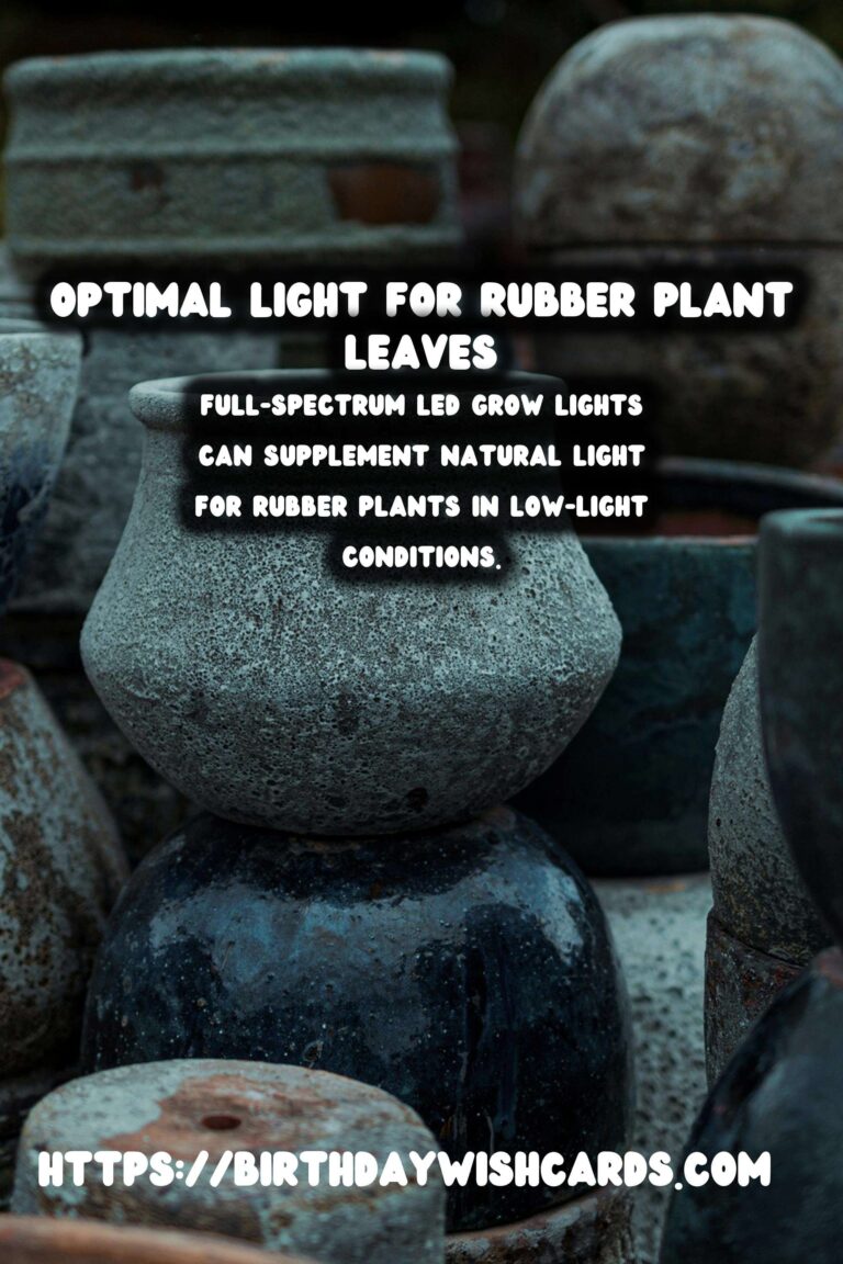 Caring for Rubber Plants: Optimal Light for Darker Leaves