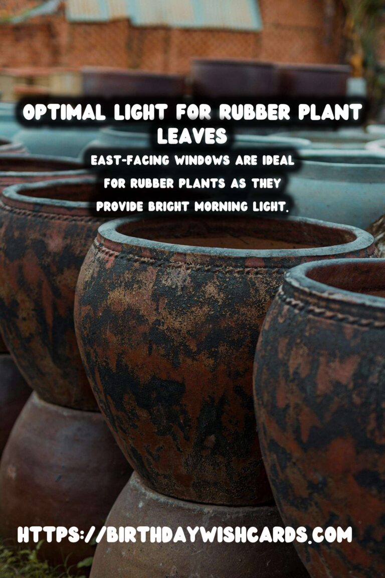 Caring for Rubber Plants: Optimal Light for Darker Leaves