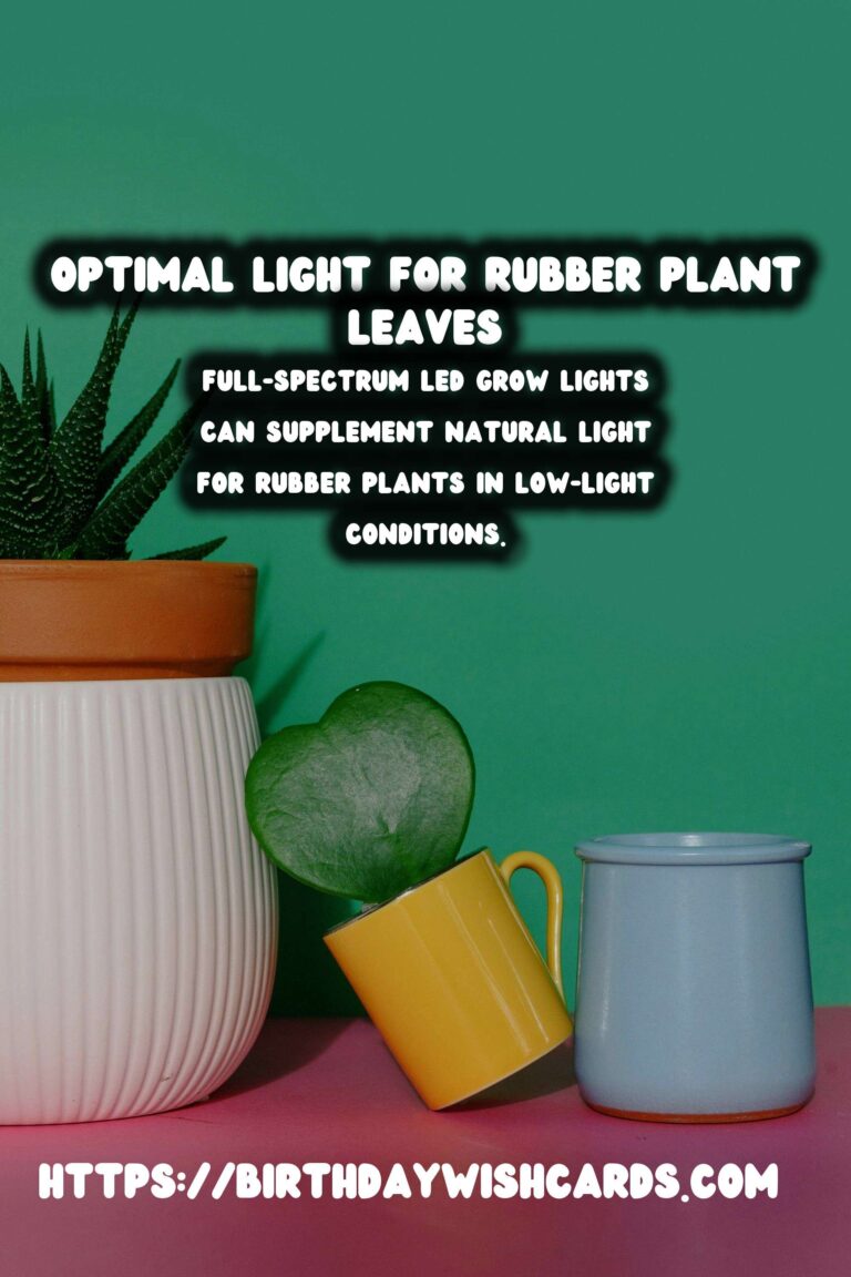 Caring for Rubber Plants: Optimal Light for Darker Leaves