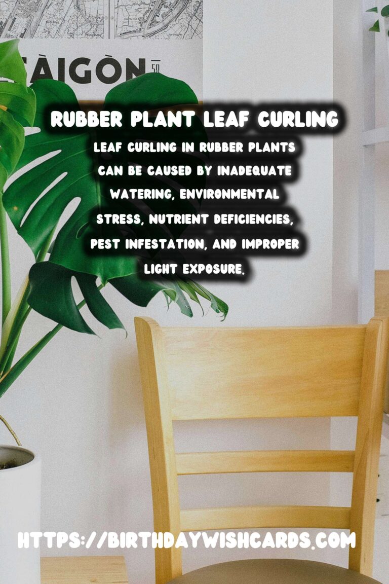 Caring for Rubber Plants: Understanding Leaf Curling Reasons