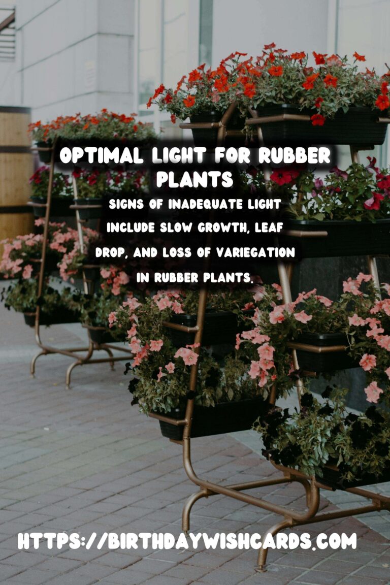 Caring for Rubber Plants: Understanding Light Requirements for Optimal Color