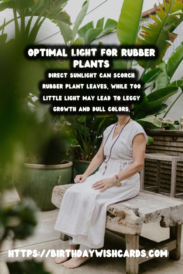 Caring for Rubber Plants: Understanding Light Requirements for Optimal Color
