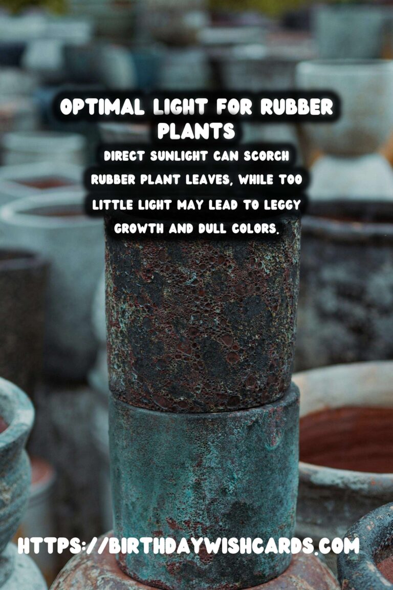 Caring for Rubber Plants: Understanding Light Requirements for Optimal Color