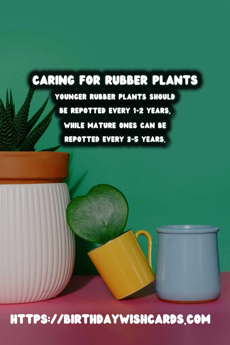 Caring for Rubber Plants: Understanding Repotting Frequency
