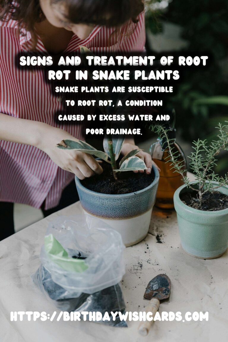 Caring for Snake Plants: Identifying and Treating Root Rot