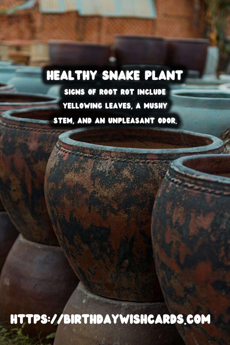 Caring for Snake Plants: Root Rot Prevention