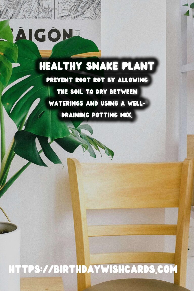 Caring for Snake Plants: Root Rot Prevention