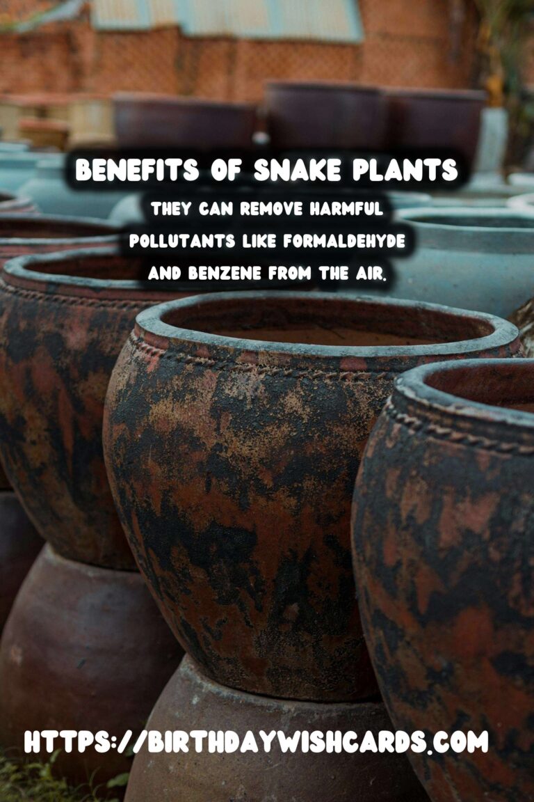 Caring for Snake Plants: Unlocking Their Air Purification Benefits