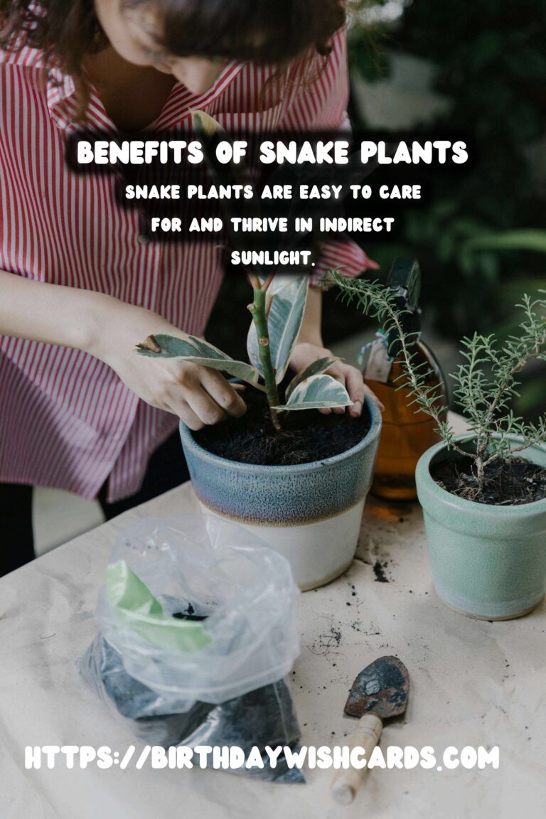Caring for Snake Plants: Unlocking Their Air Purification Benefits