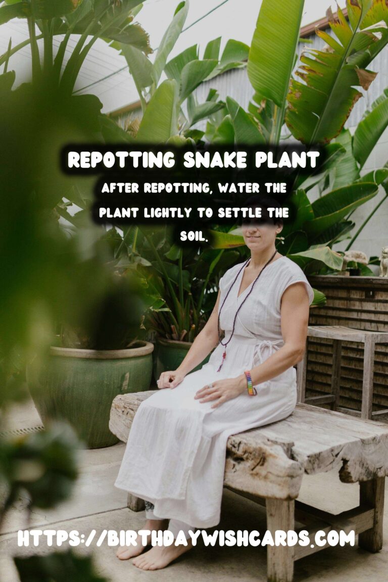 Caring for Snake Plants: When to Repot for Optimal Growth