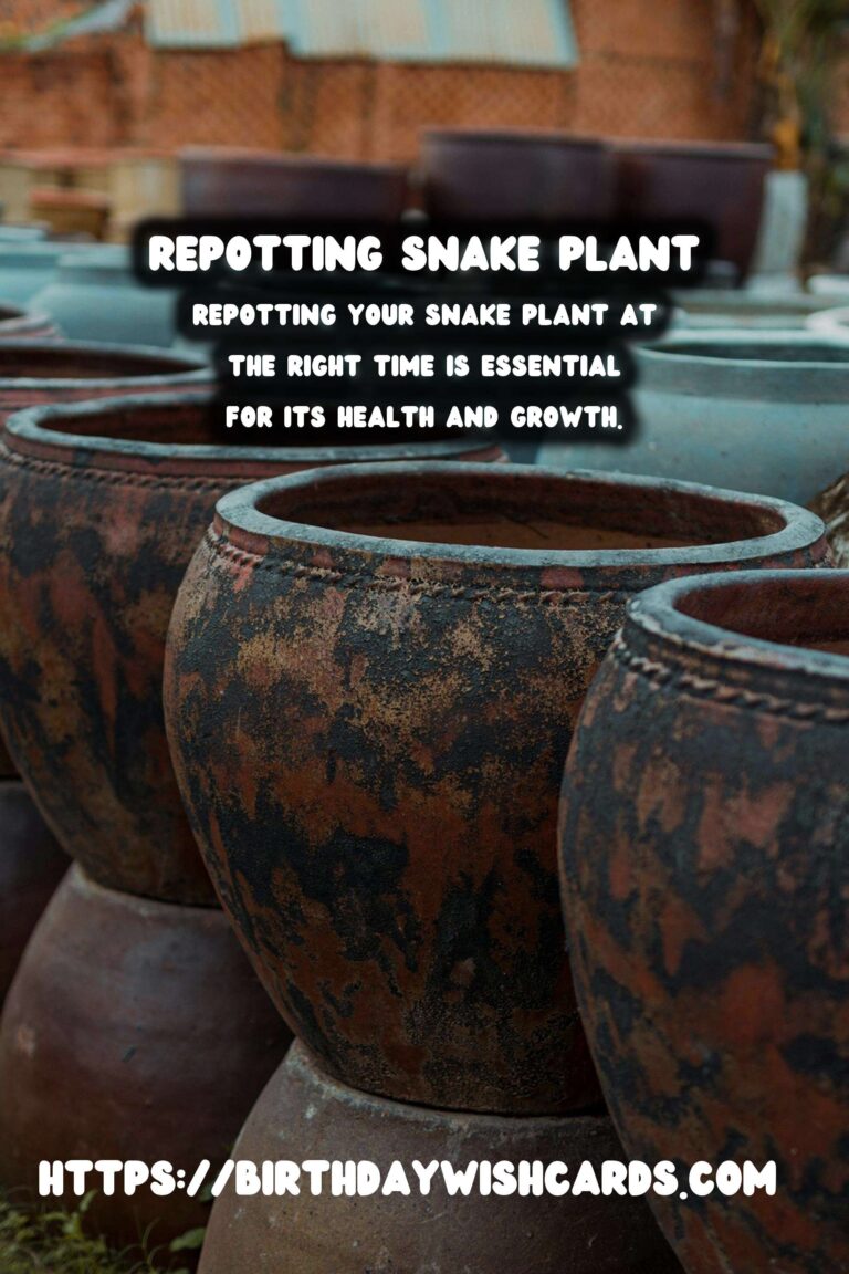 Caring for Snake Plants: When to Repot for Optimal Growth