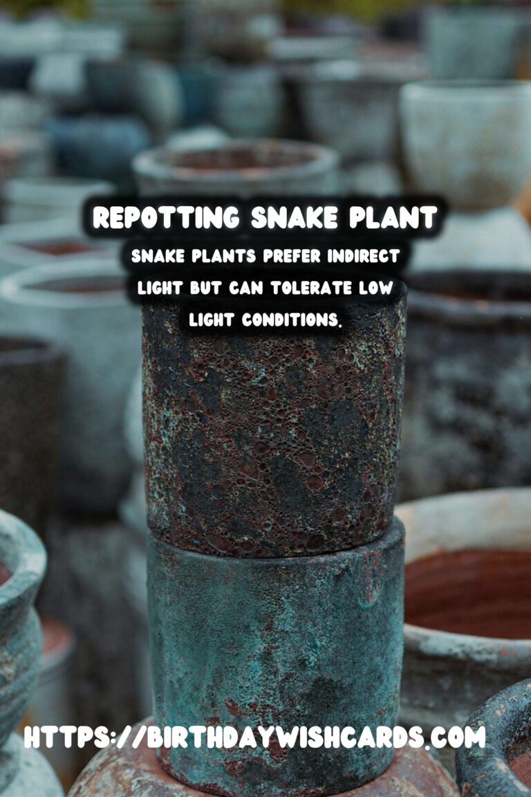 Caring for Snake Plants: When to Repot for Optimal Growth