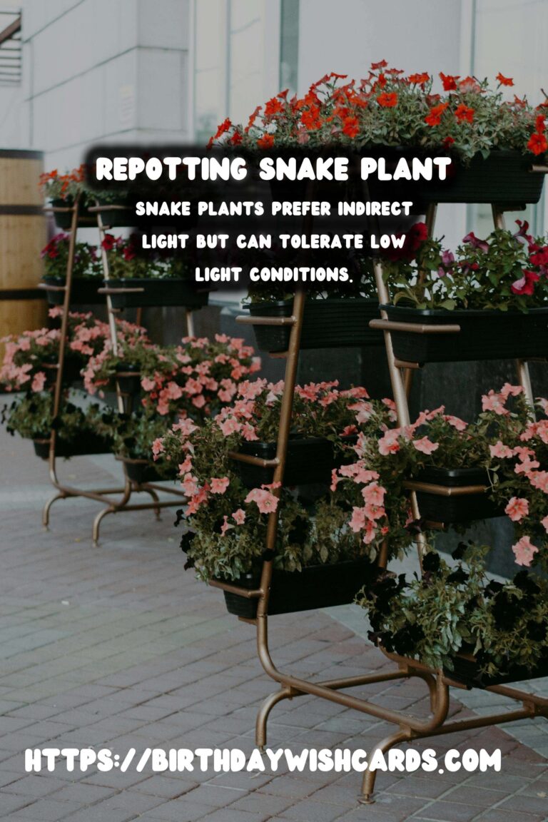 Caring for Snake Plants: When to Repot for Optimal Growth