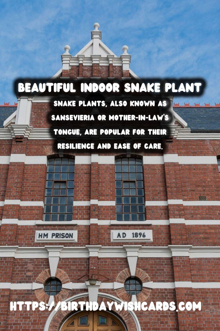 Caring for Snake Plants: Your Guide to Low Maintenance Greenery