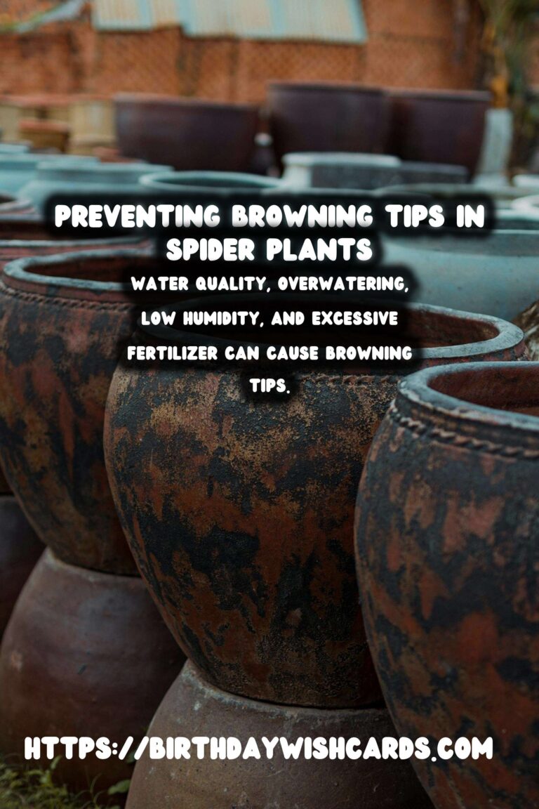 Caring for Spider Plants: How to Prevent and Treat Browning Tips